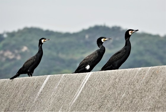 ３羽のカワウ